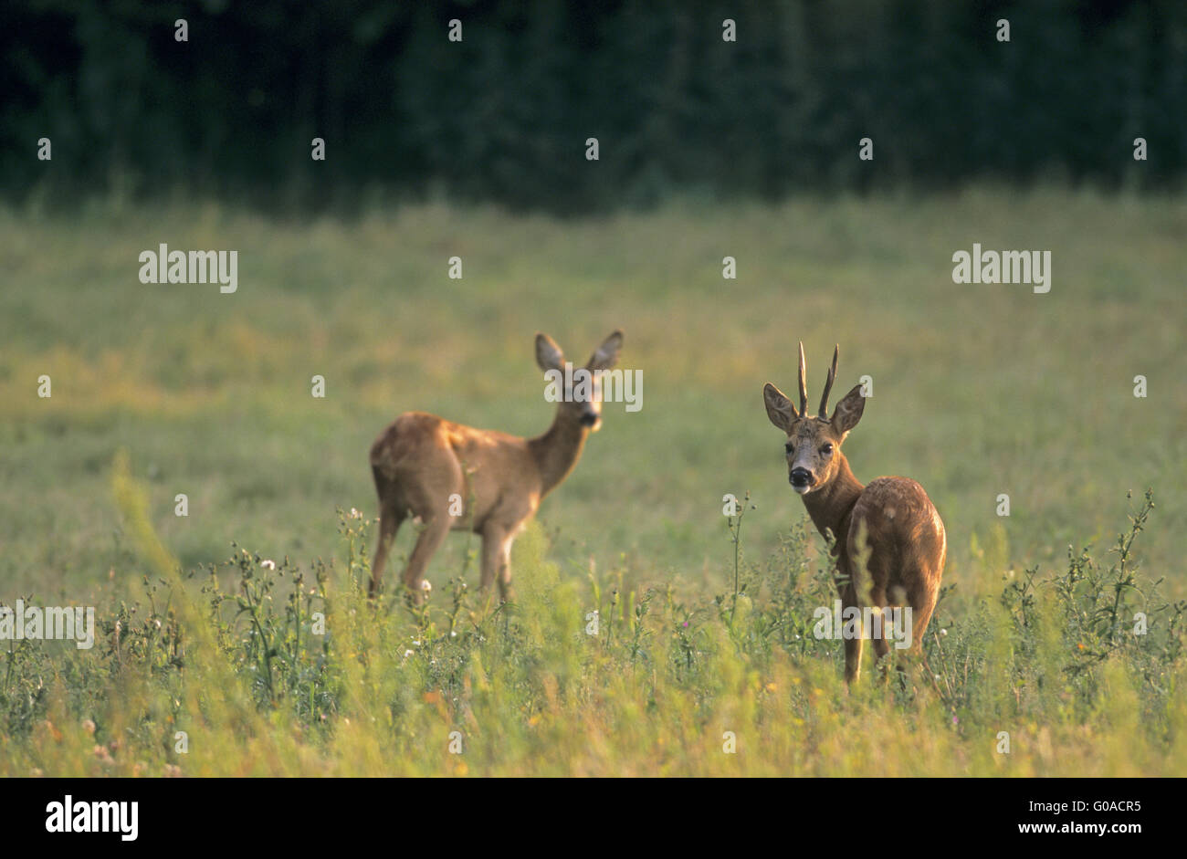 Roe Deer buck and doe in the rut Stock Photo - Alamy