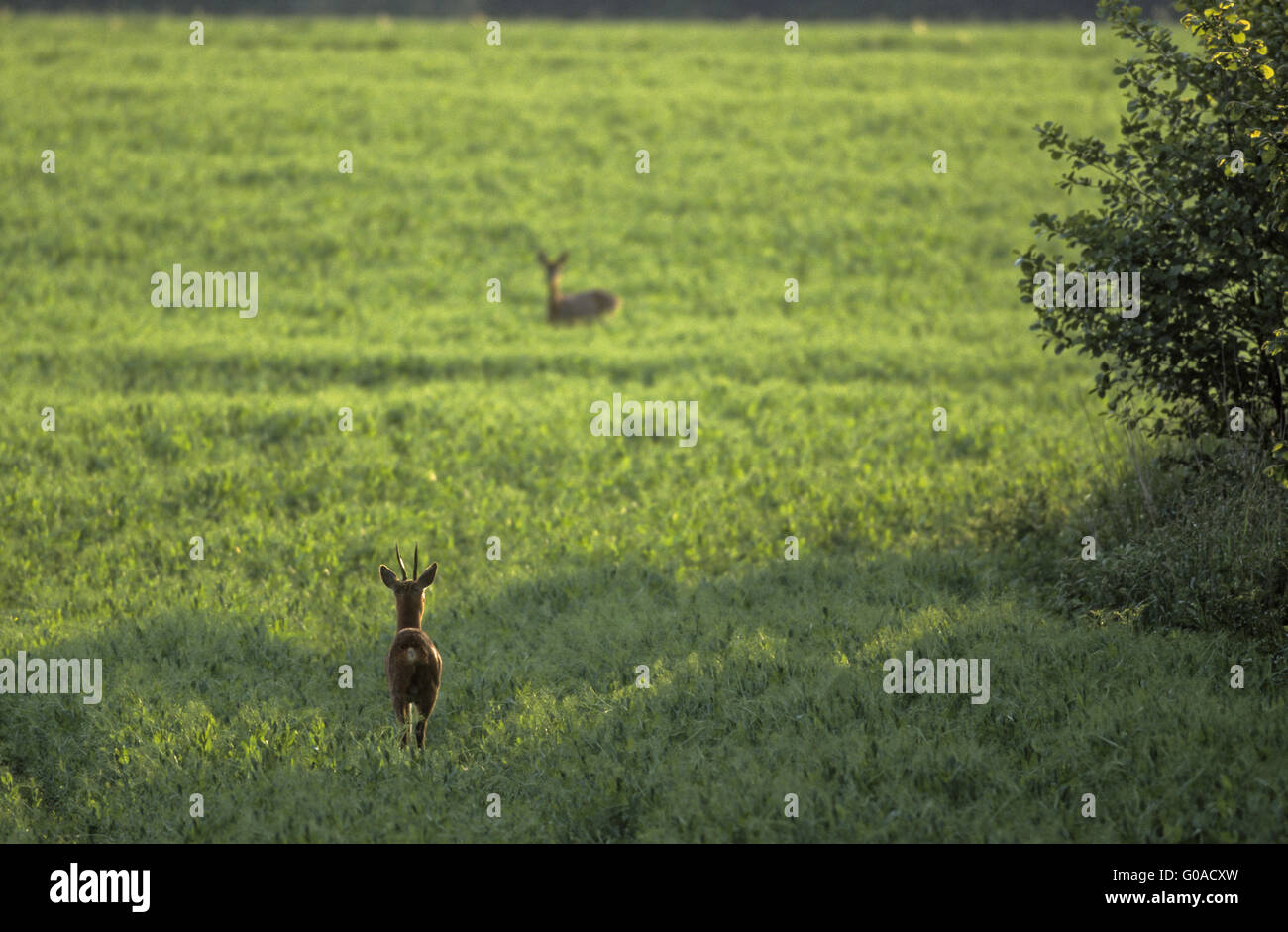 Roe Deer buck and doe in the rut in a field Stock Photo