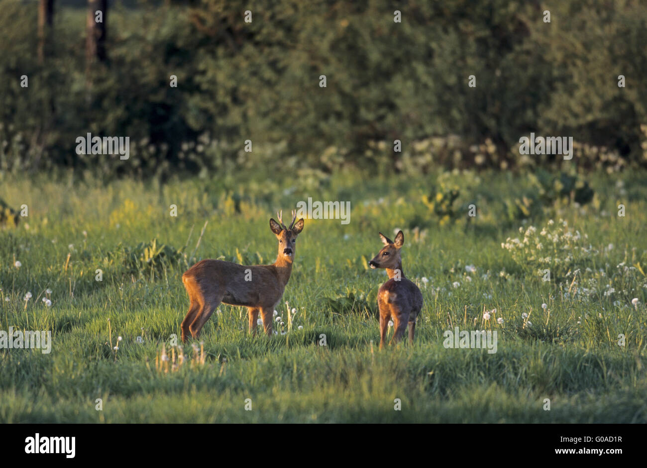 Roe Deer buck and doe in last sunlight Stock Photo