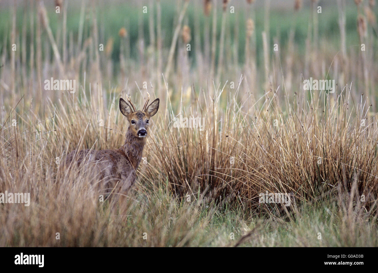 Roe Deer buck in change of coat in a reed belt Stock Photo - Alamy