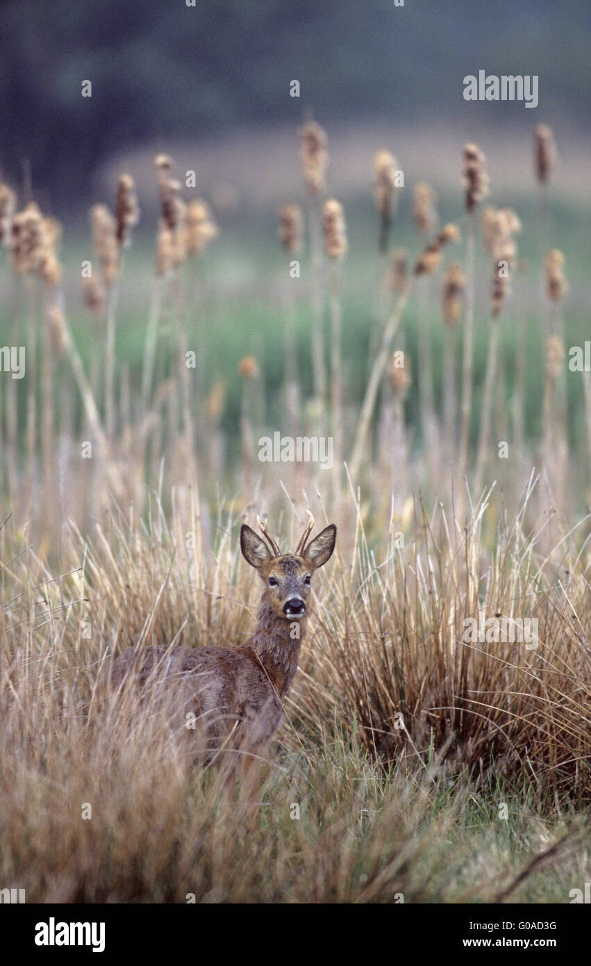 Roe Deer buck in change of coat in a reed belt Stock Photo - Alamy