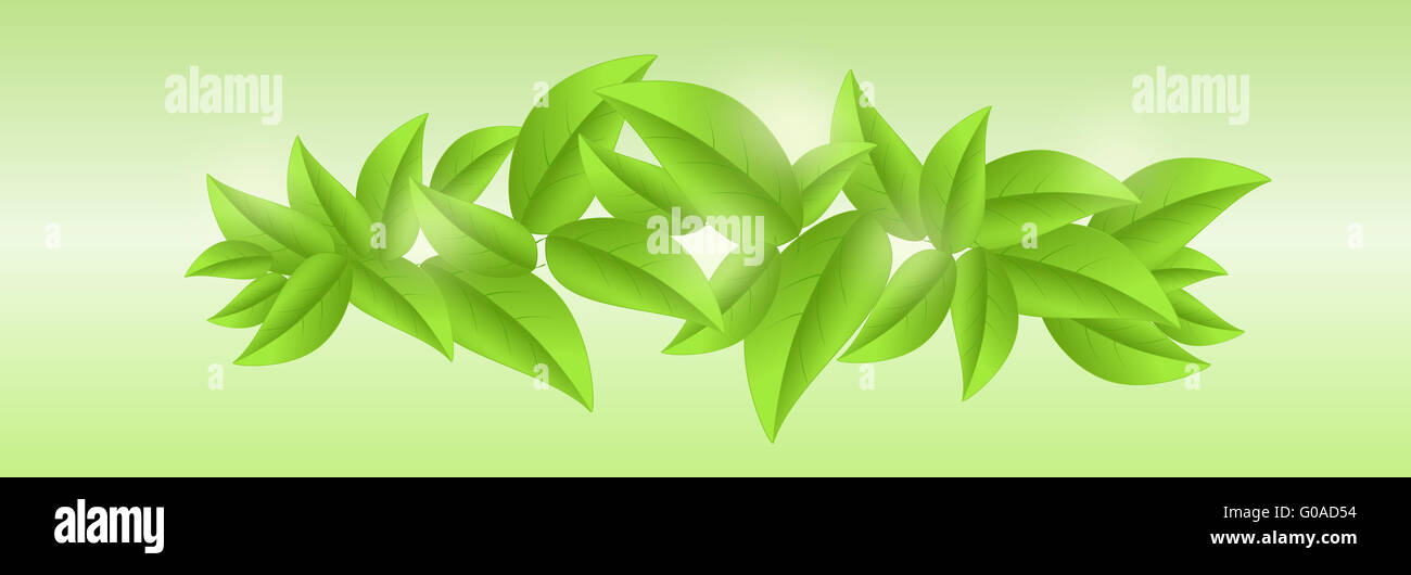 Fresh green leaves background with sunlights on green sunny background ...