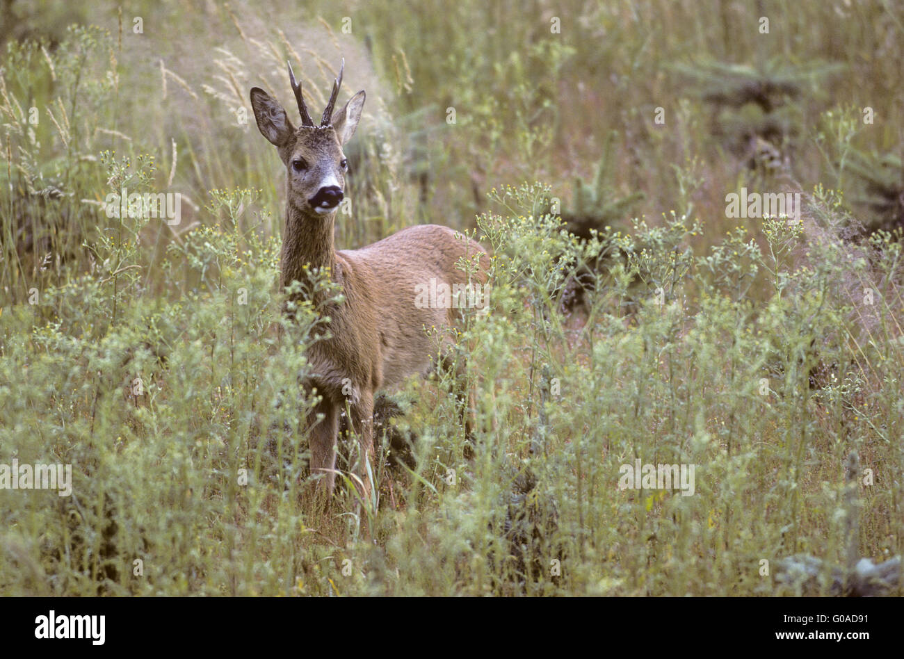 Roe Deer buck standing in a forest meadow Stock Photo