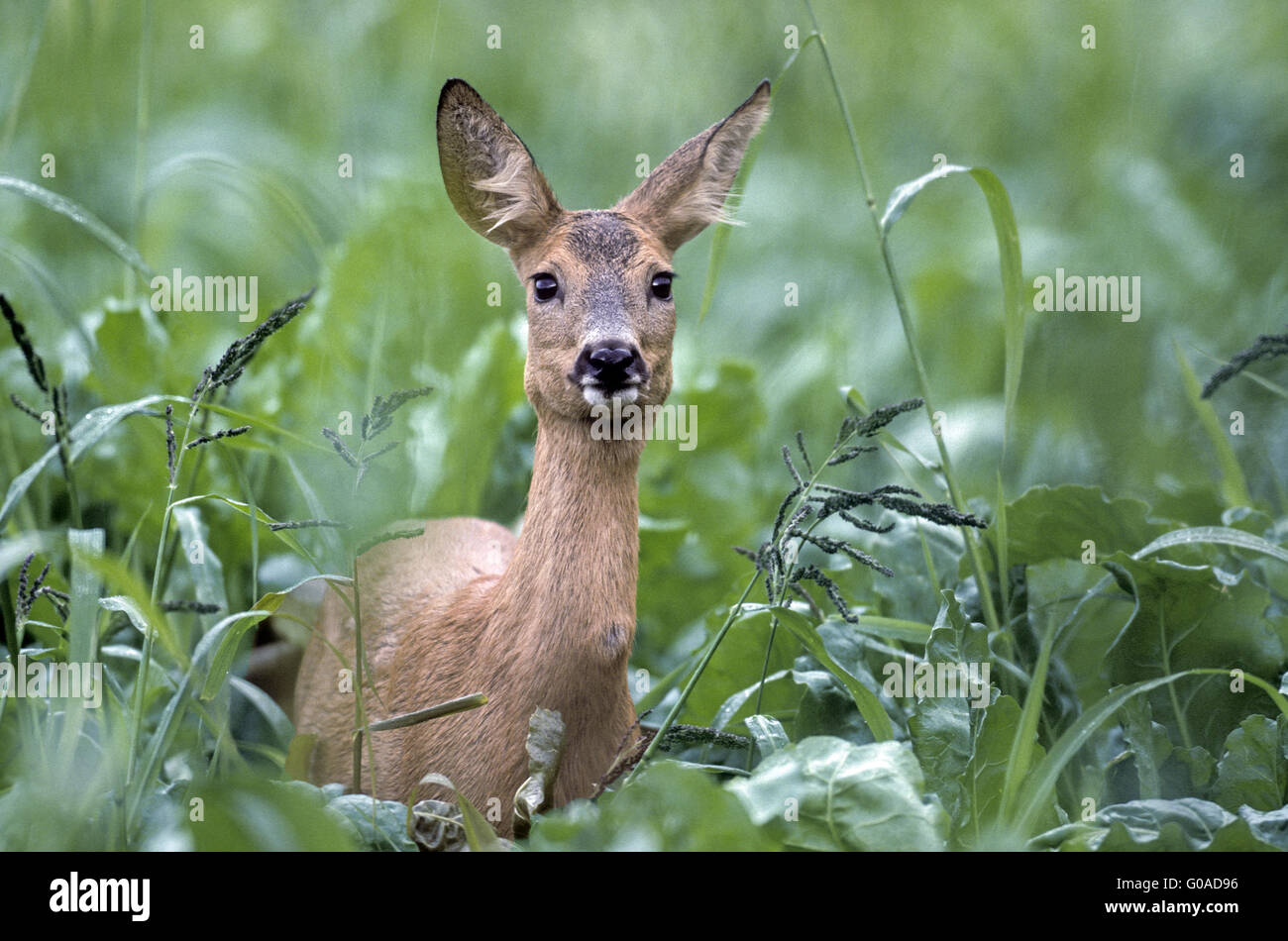 Landscape format of roe deer hi-res stock photography and images - Alamy