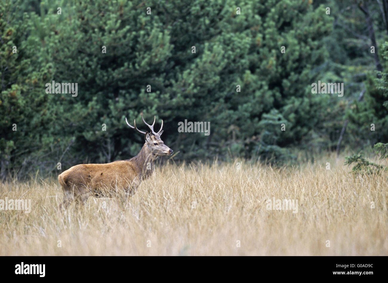 Red Deer stag crossing a forest glade Stock Photo