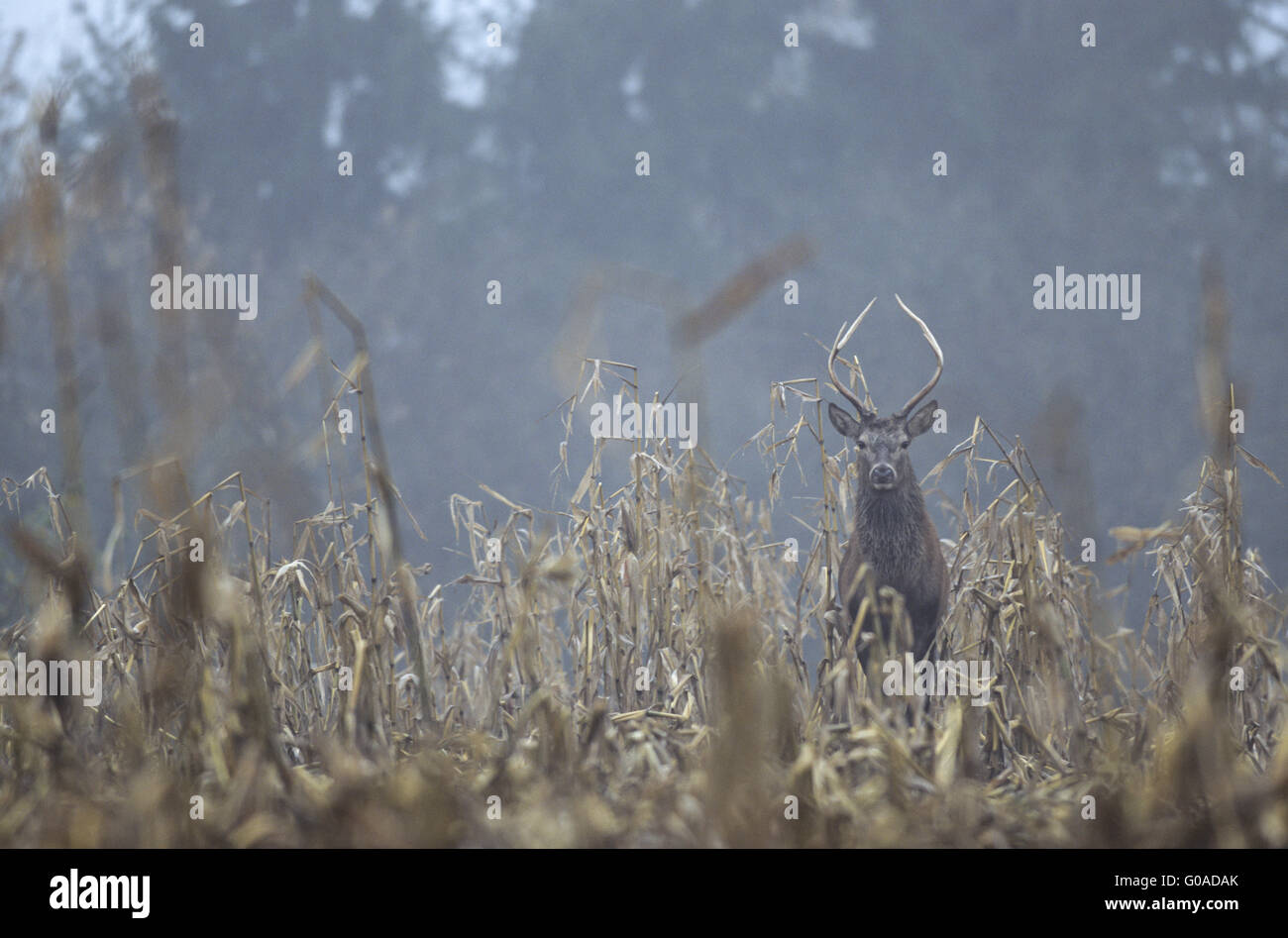 Young Red Deer stag in maize field Stock Photo