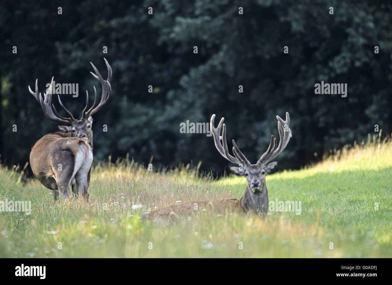 Red Deer stags in late summer Stock Photo