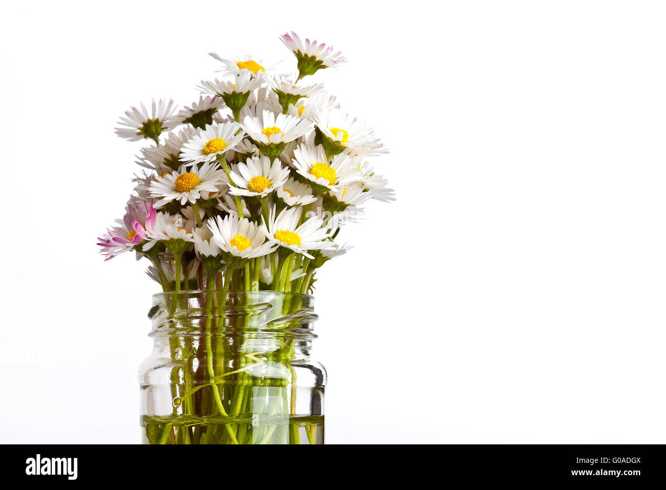 Daisy flowers in glass on white background studio shot Stock Photo