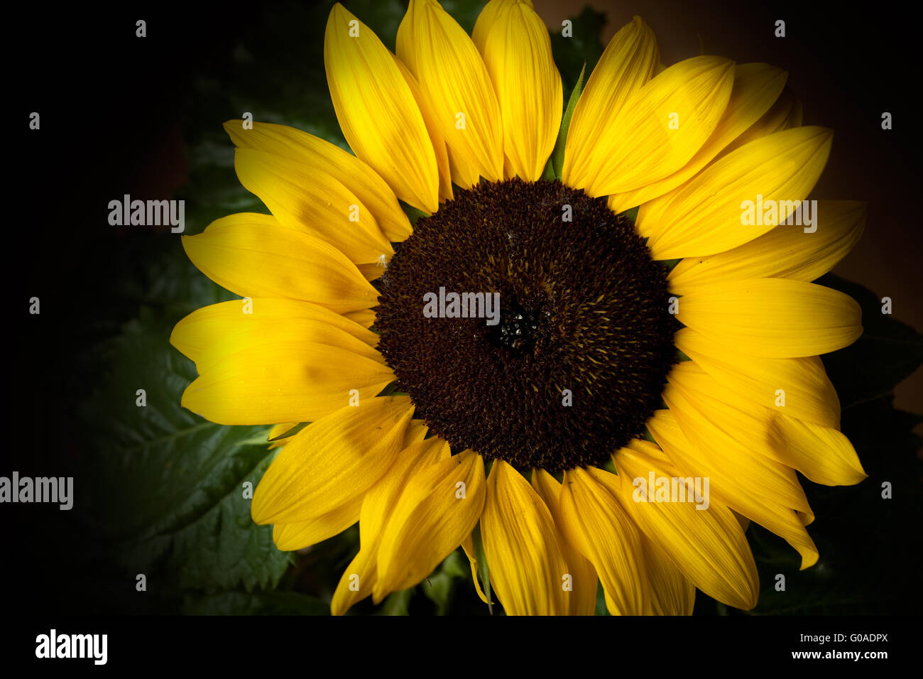 Sunflower isolated on black background studio shot Stock Photo