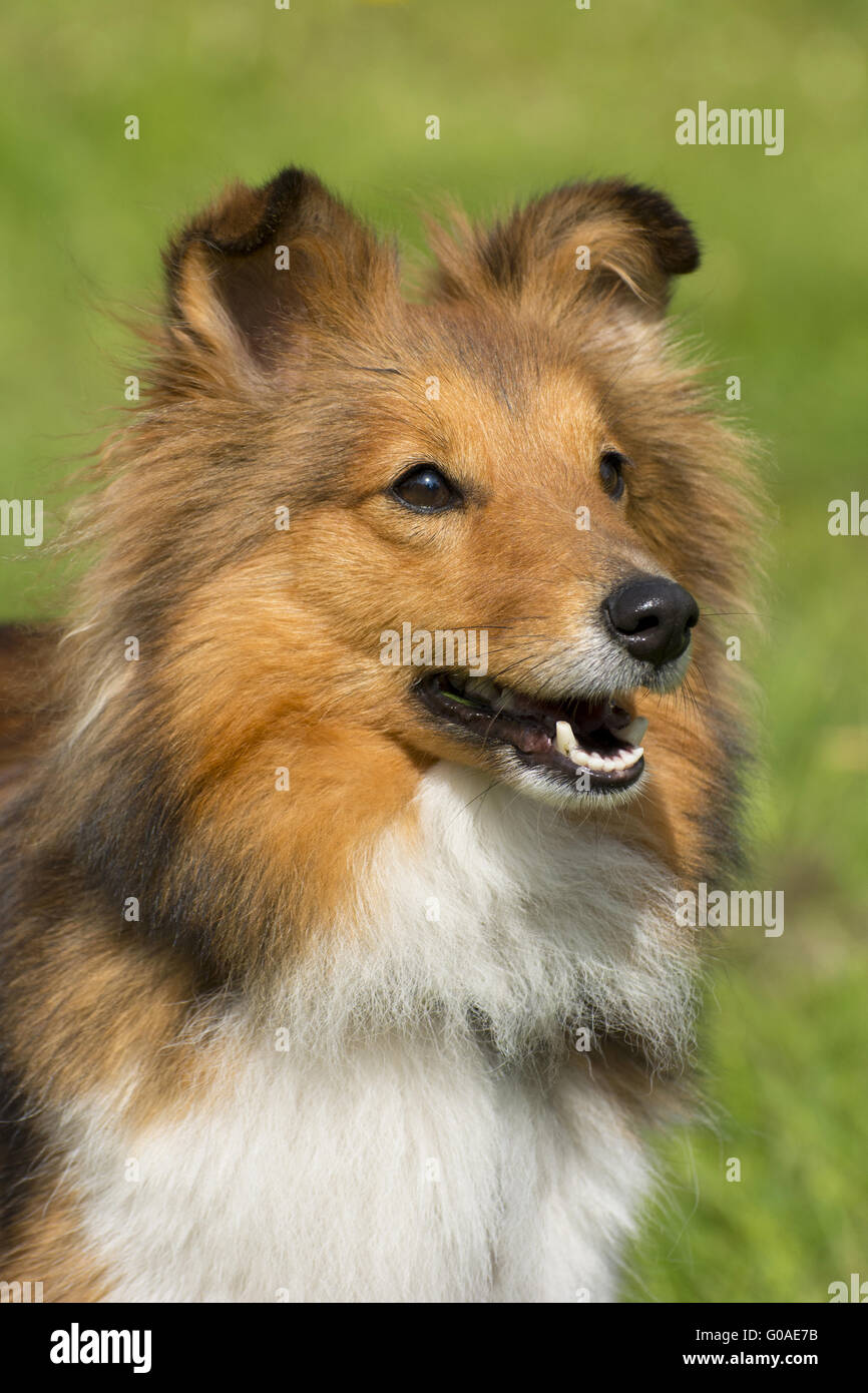 Langhaariger Kleiner Hund High Resolution Stock Photography and Images -  Alamy