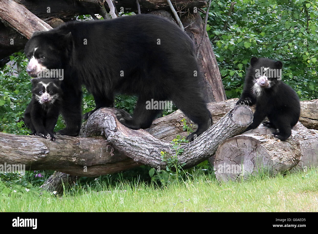 Spectacled Bears Stock Photo