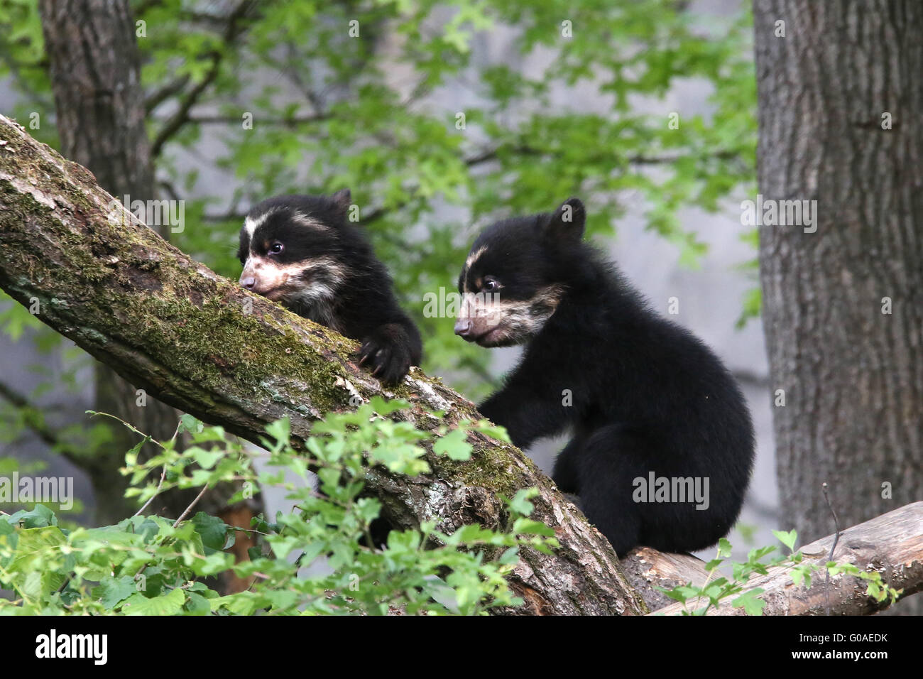 Spectacled Bears Stock Photo