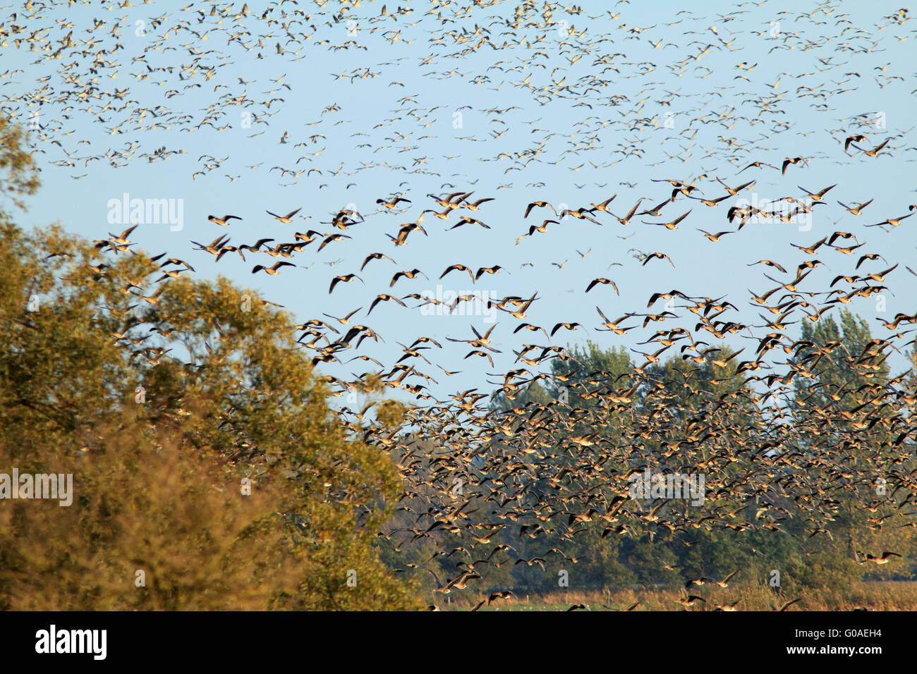 Cranes and White-fronted Geese, Brandenburg, Germa Stock Photo