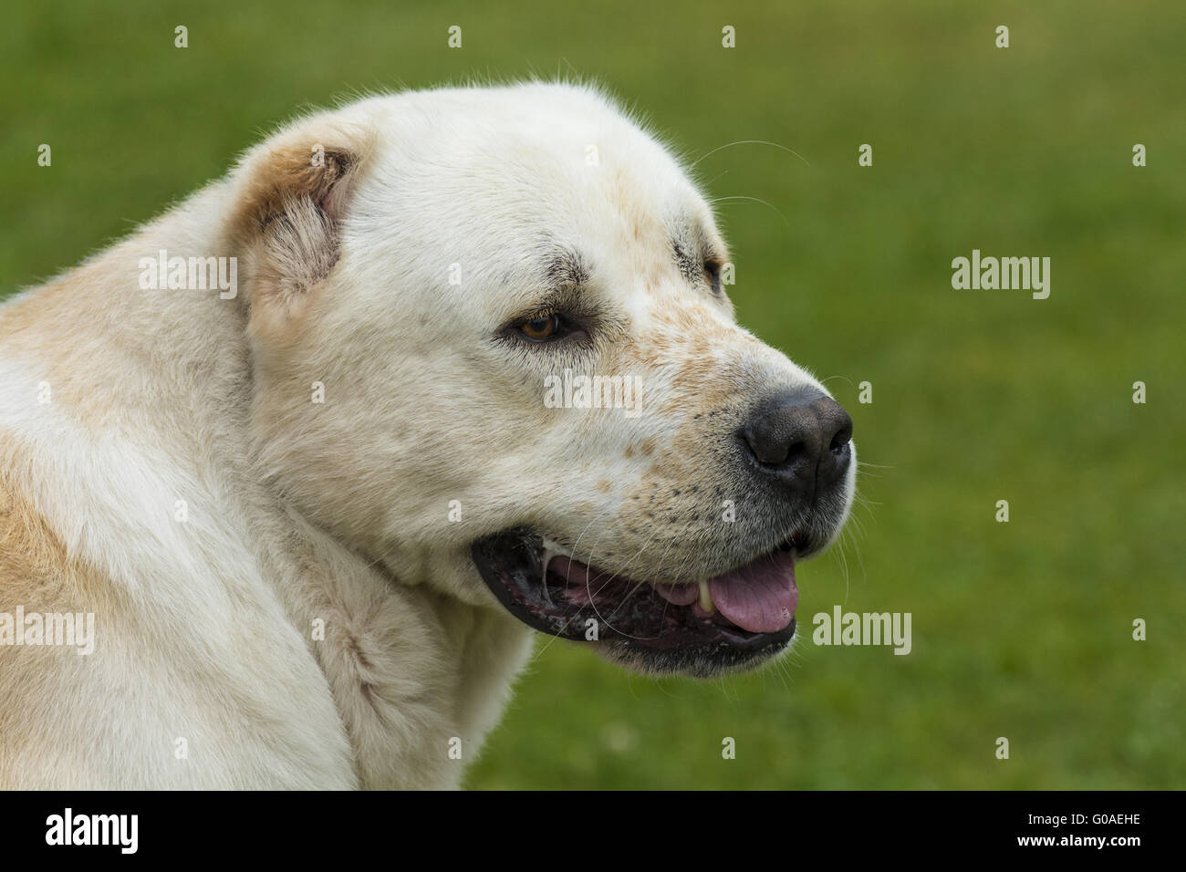 Central Asia Shepherd Dog Stock Photo