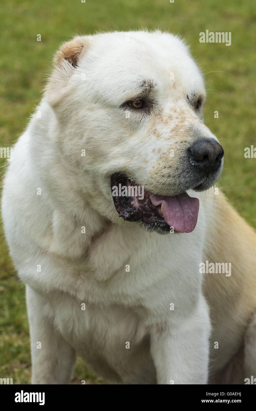 Central Asia Shepherd Dog Stock Photo