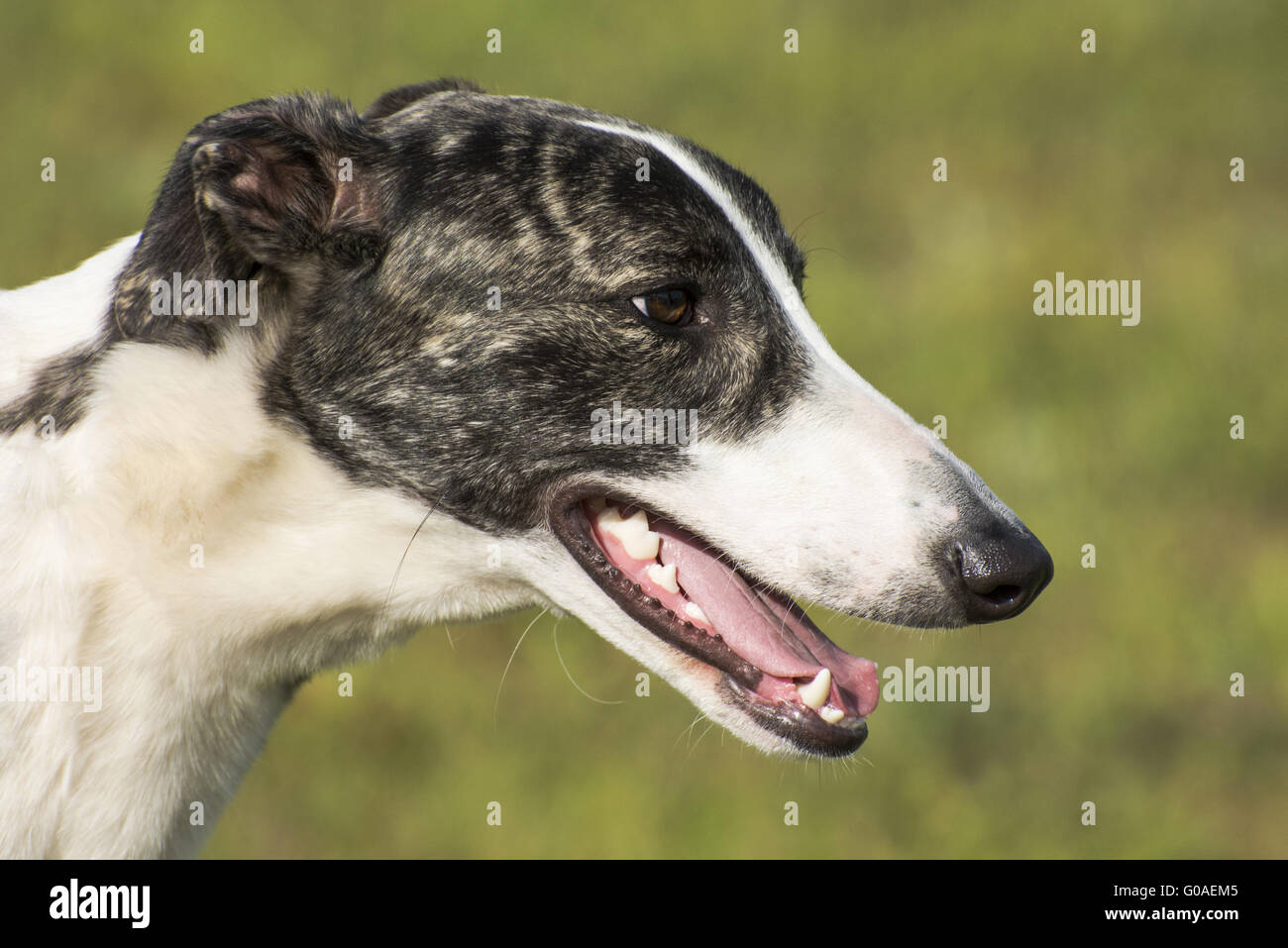 Hungarian Greyhound Stock Photo