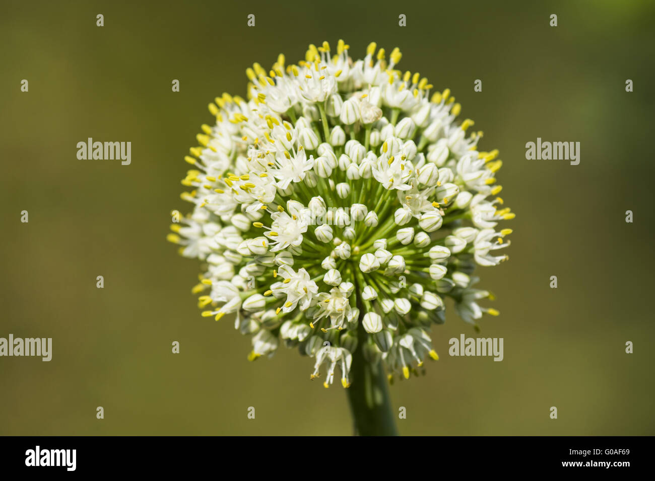 Allium cepa flower hi-res stock photography and images - Alamy