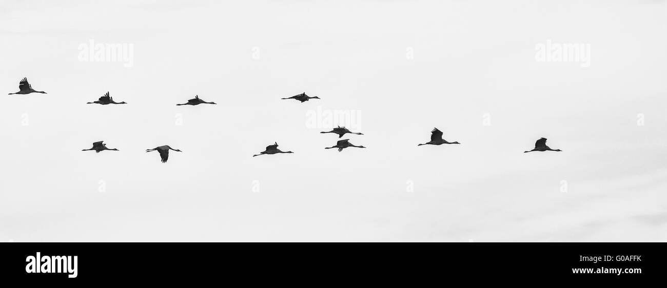 flying Common cranes, Oeland, Sweden Stock Photo