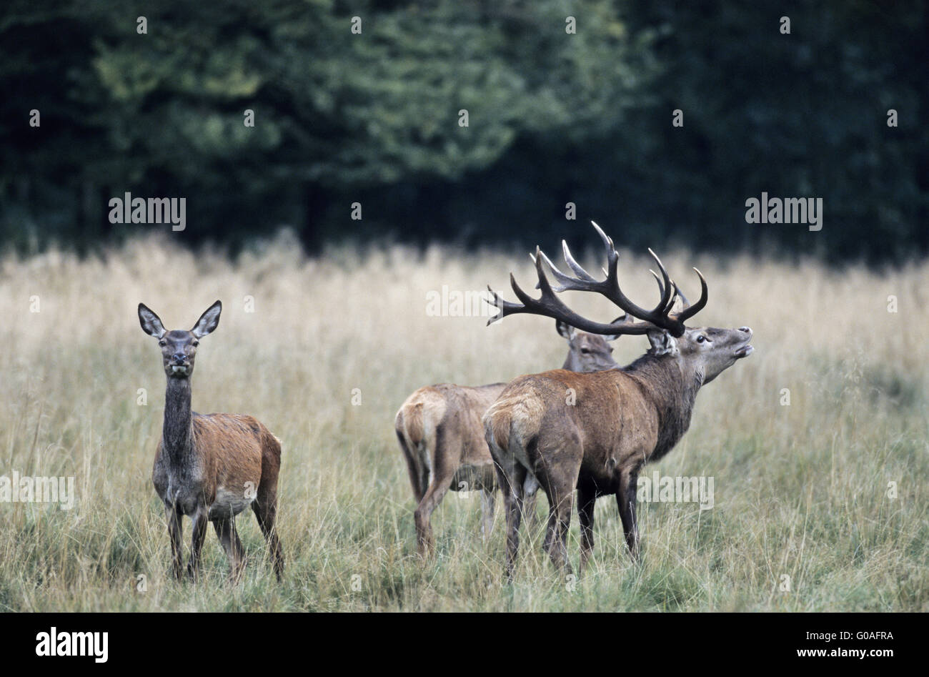 Red Deer stag flehm between hinds Stock Photo