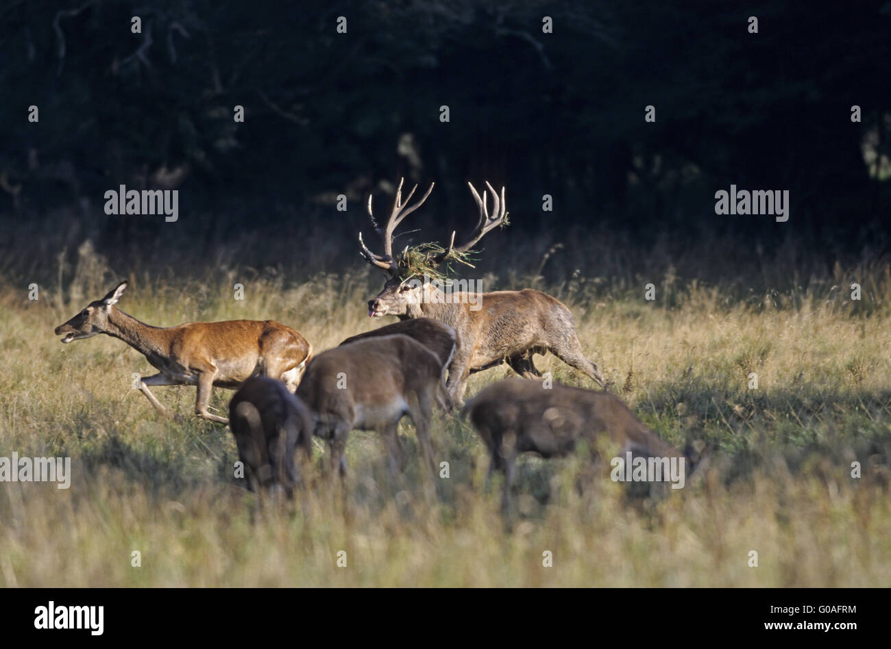 Red Deer stag tests the receptiveness Stock Photo