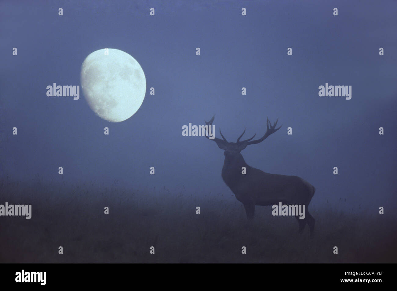 Red Deer stag on a forest glade in front of moon ( Stock Photo