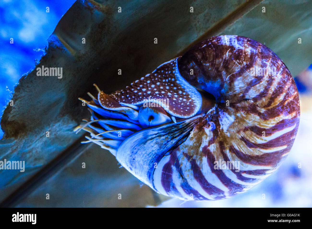 Wild chambered nautilus hi-res stock photography and images - Alamy