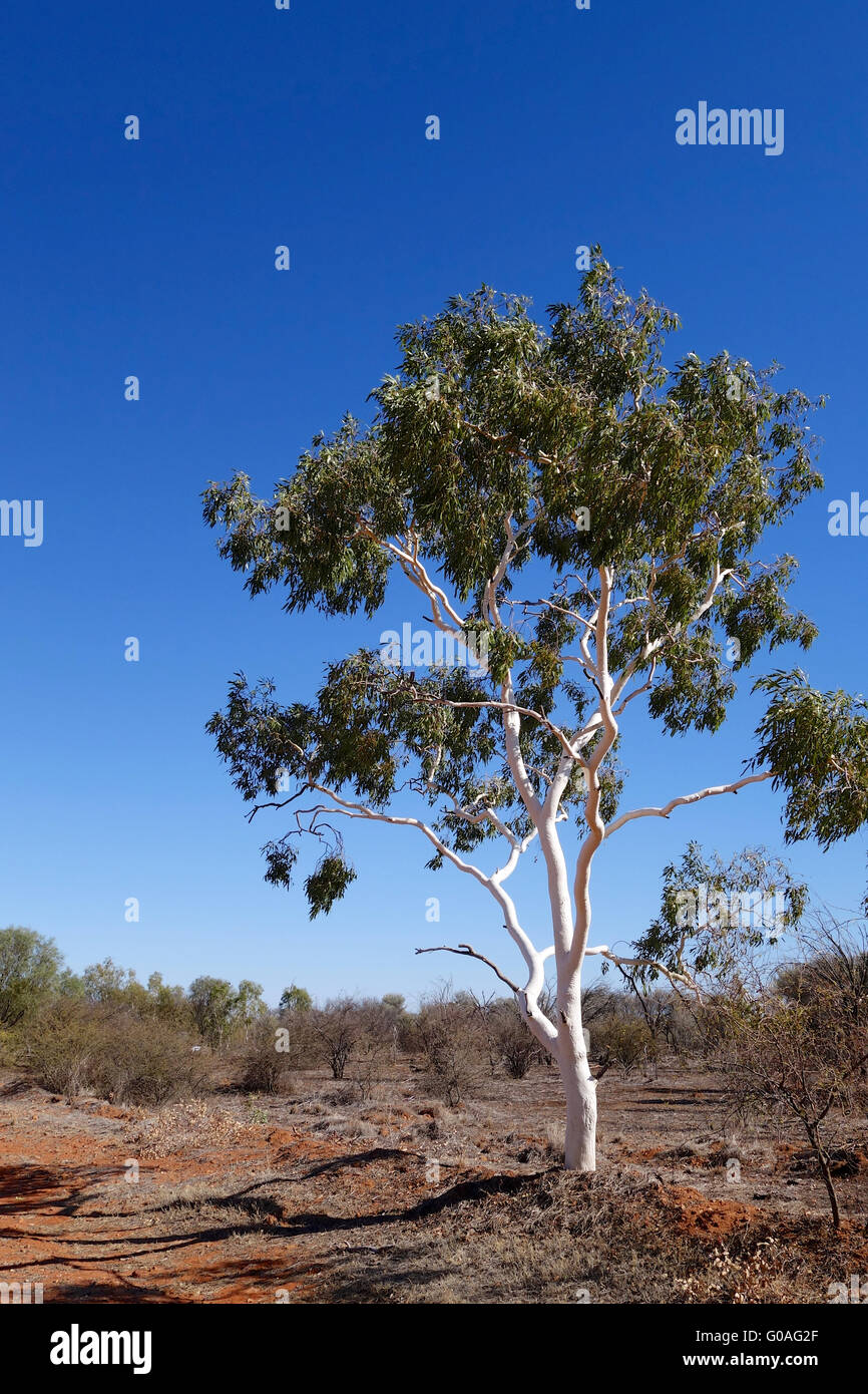 The Eucalyptus Outback: A Symphony of Resilience and Beauty