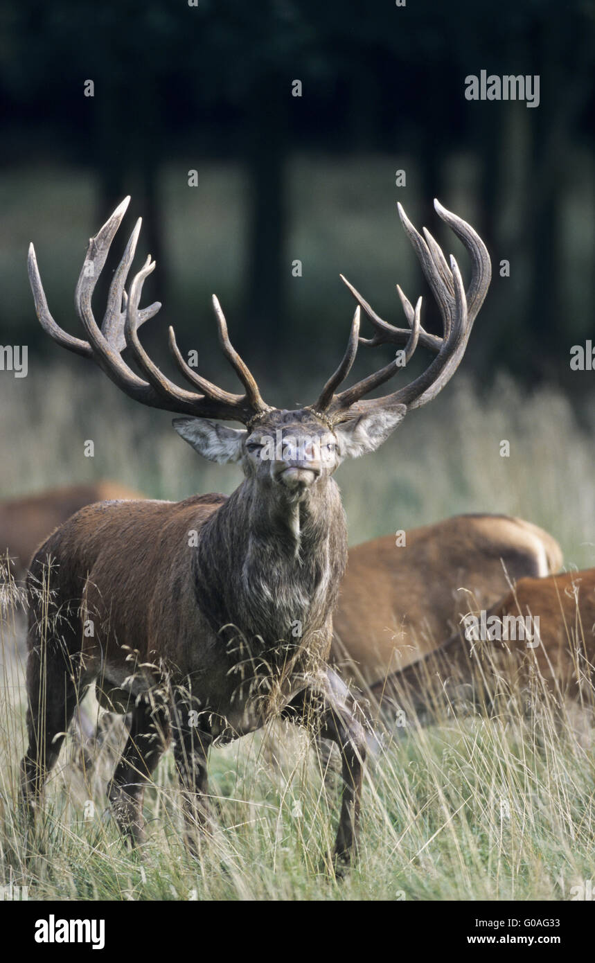 Red Deer stag tests the receptiveness Stock Photo Alamy