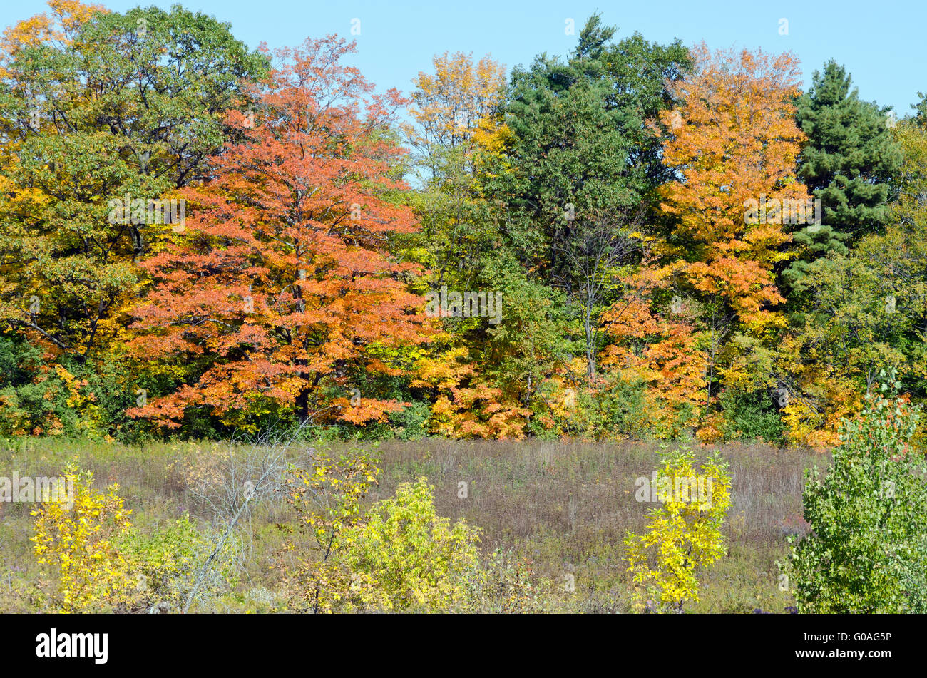 Fall's colorful trees Stock Photo