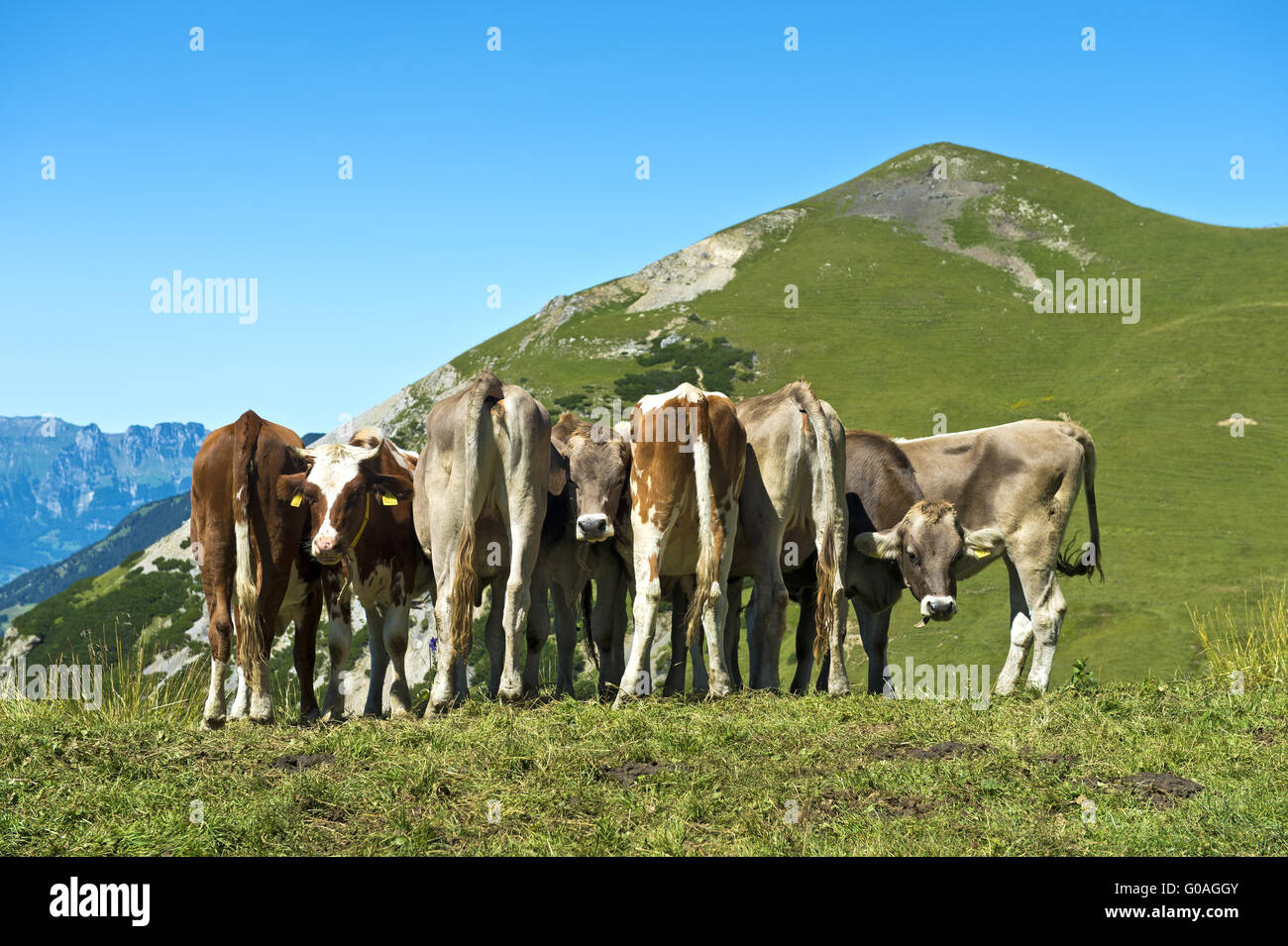 cows on an alpine meadow near Malbun Stock Photo