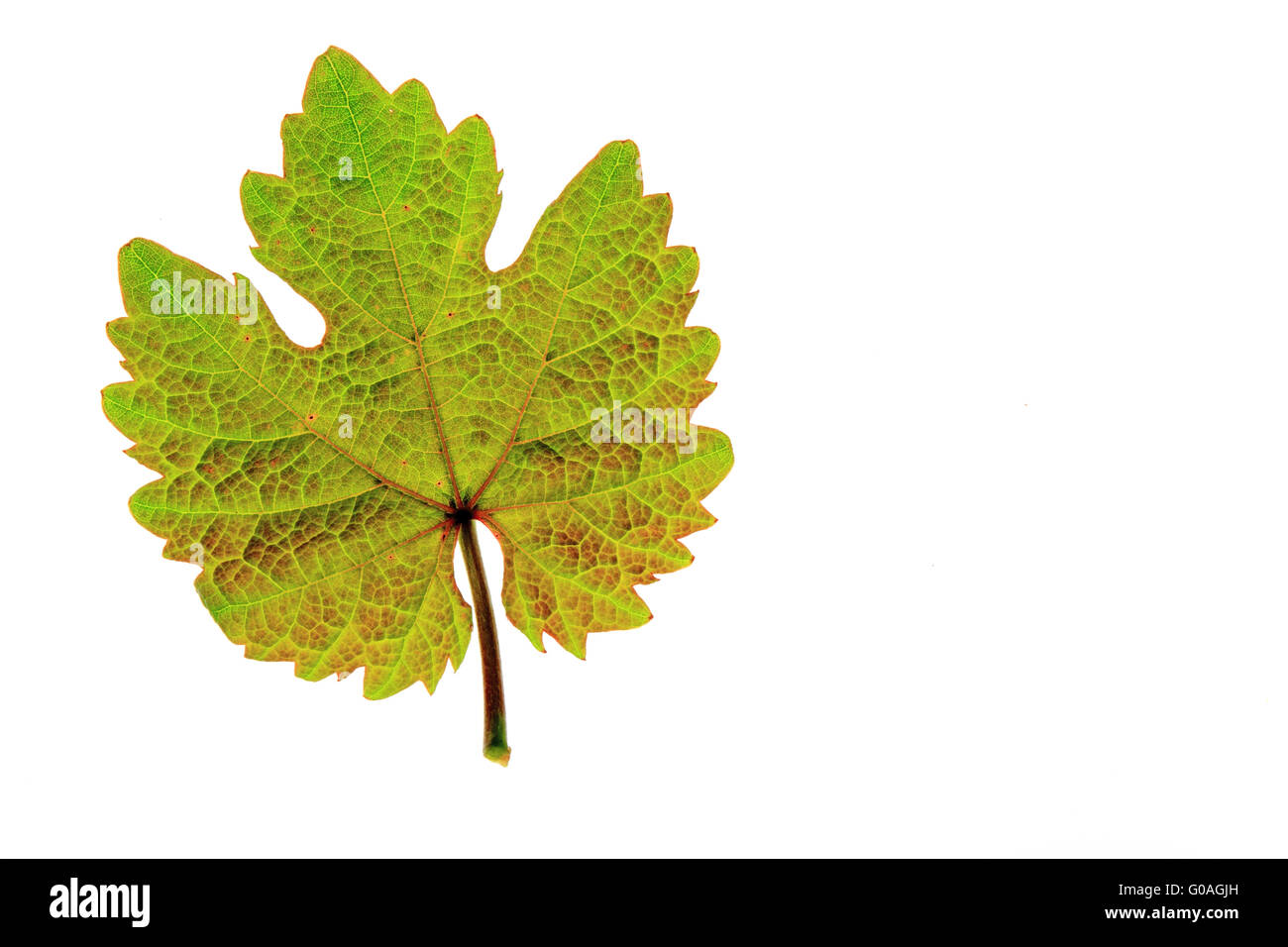 Vine leaf (Vitis vinifera) Stock Photo