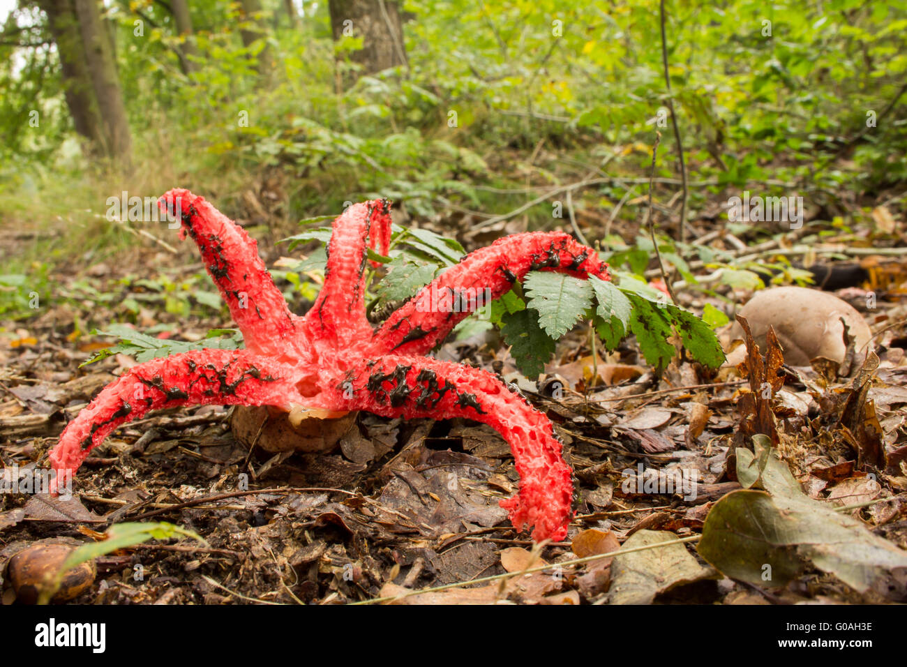 Octopus Stinkhorn 04 Stock Photo Alamy