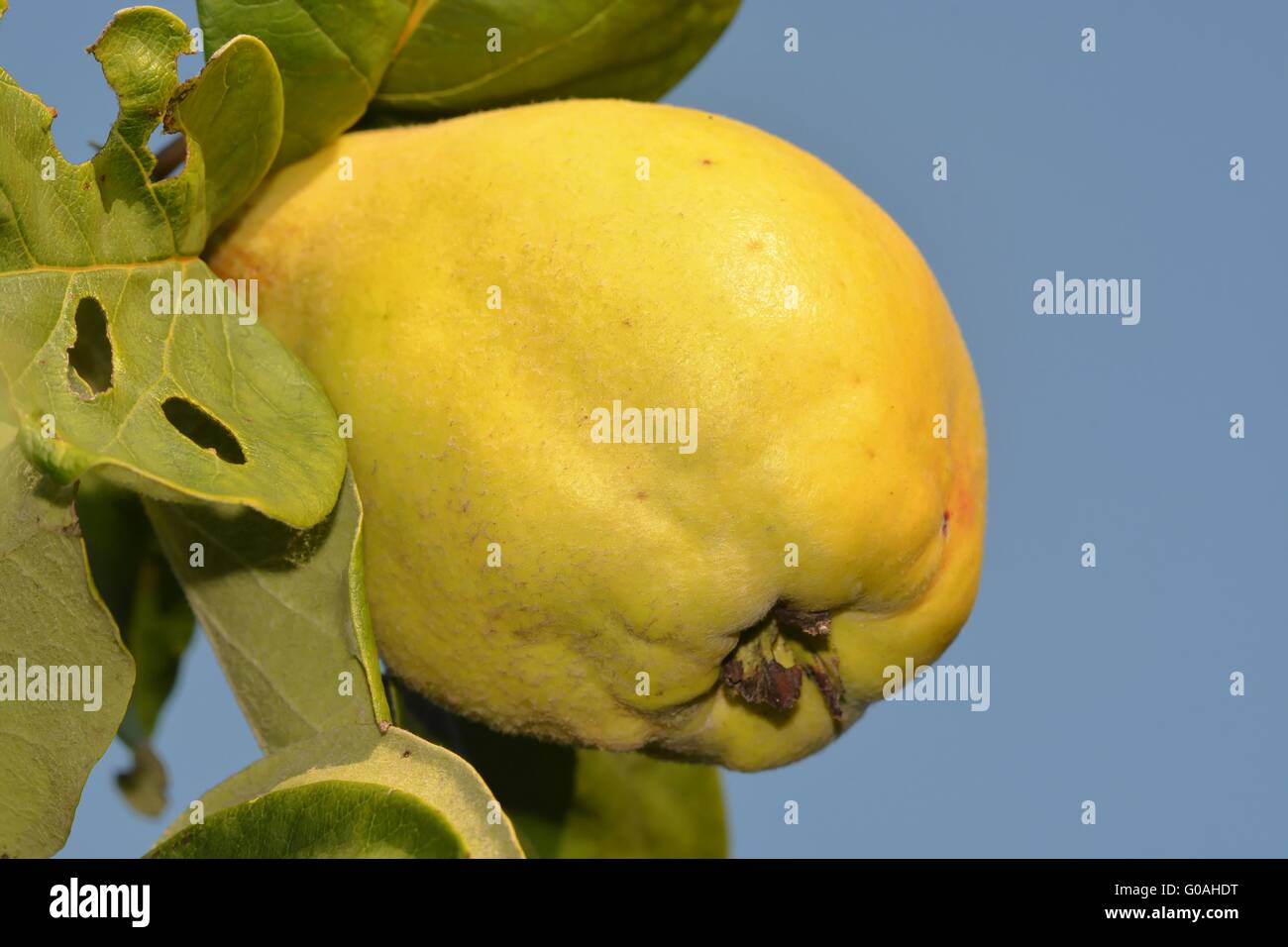 Quince on a tree Stock Photo