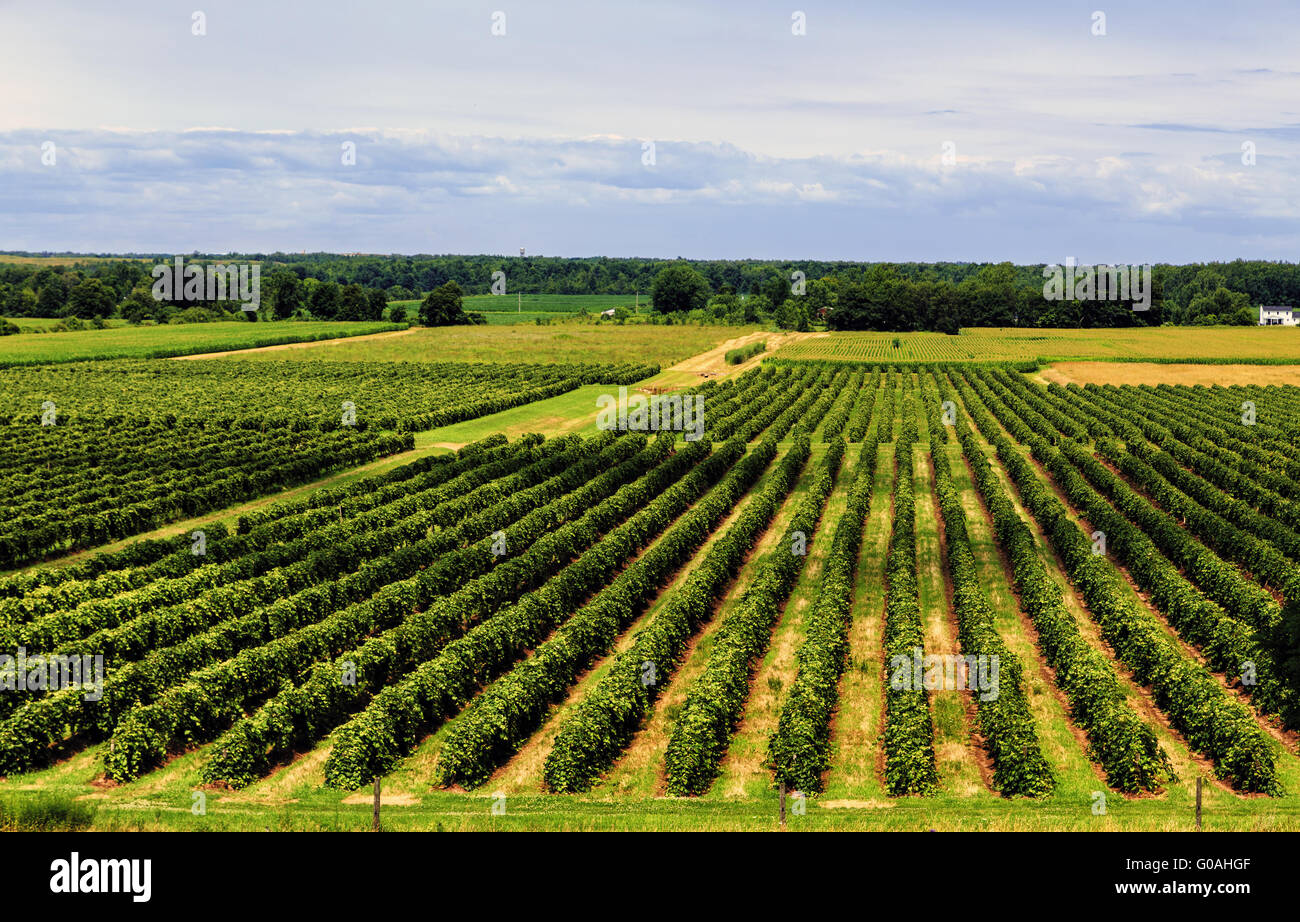 Beautiful Rows of Grape Vines Stock Photo - Alamy