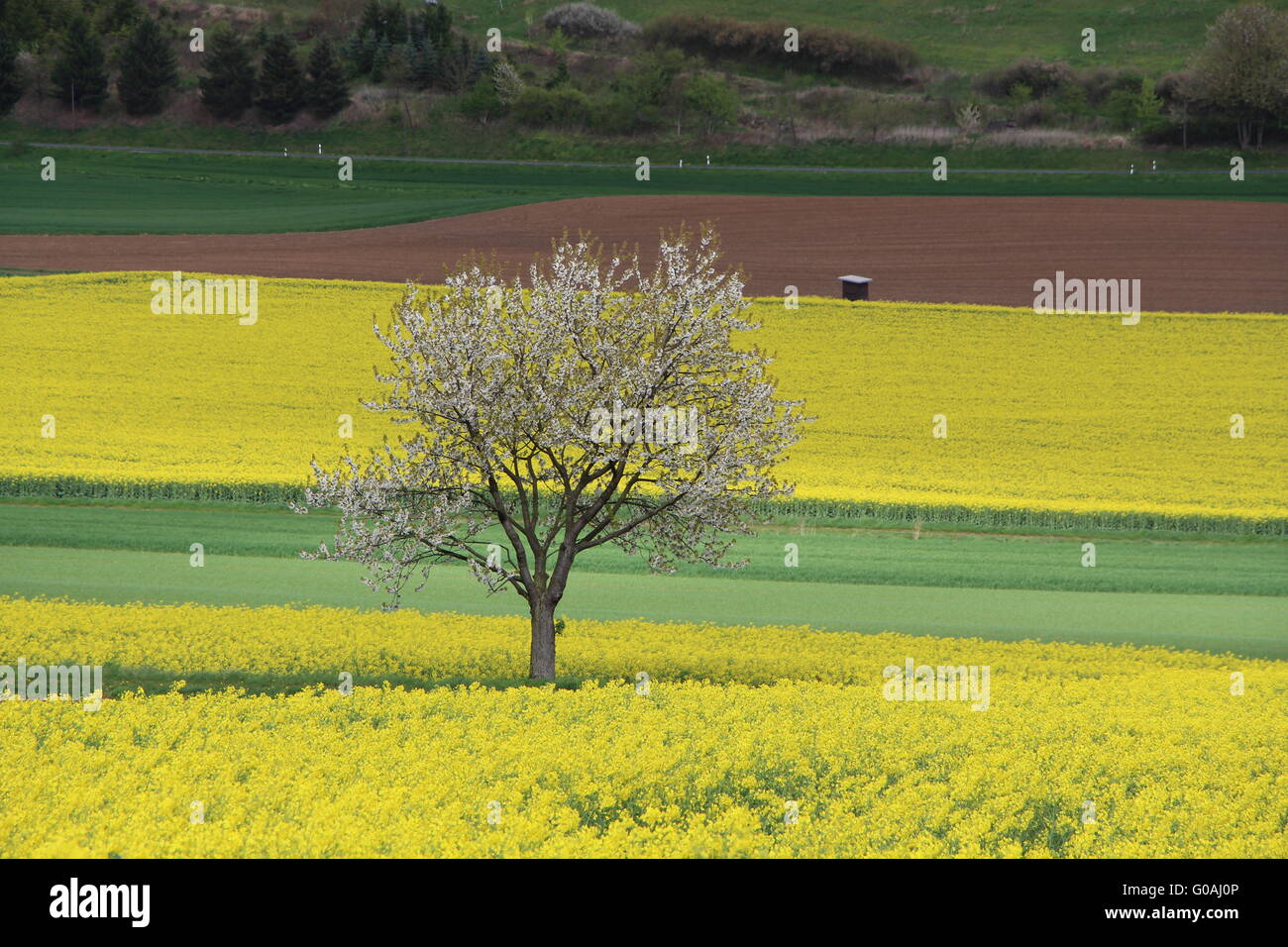 A flowering tree in canola field Stock Photo - Alamy