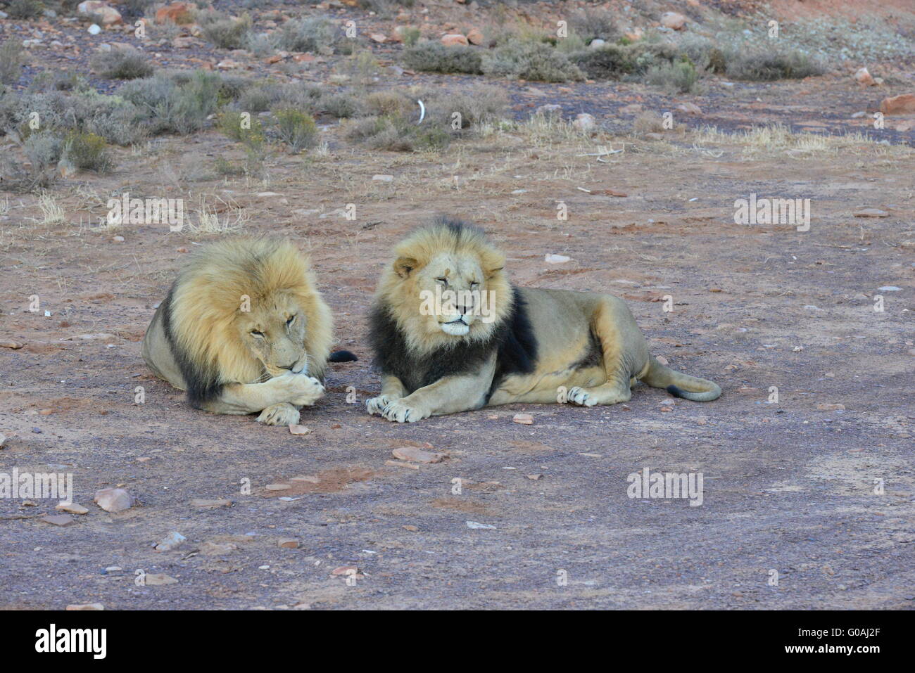 A pair of black maned lions at sunset in South Africa Stock Photo