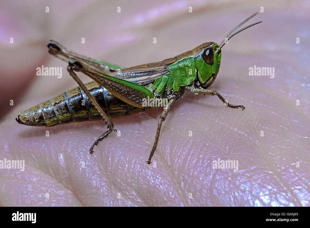 Green Grasshopper (Omocestus viridulus) On A hand Stock Photo