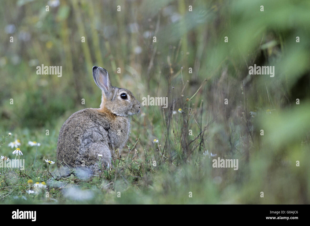 European Rabbit sitting in a forest meadow Stock Photo