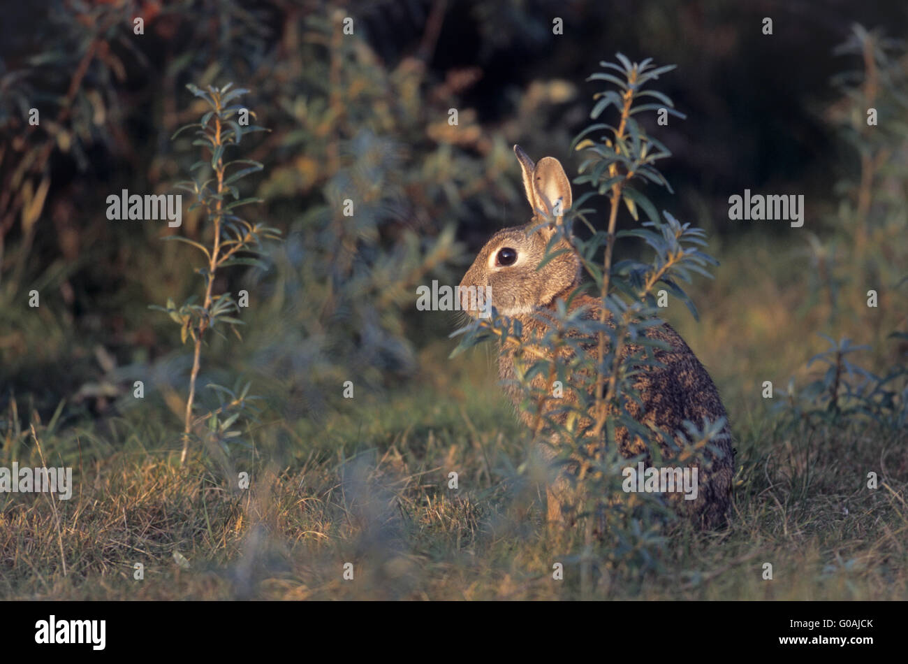 European Rabbit foraging in evening light Stock Photo