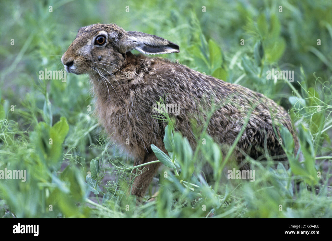 European Hare with Tick on his head Stock Photo