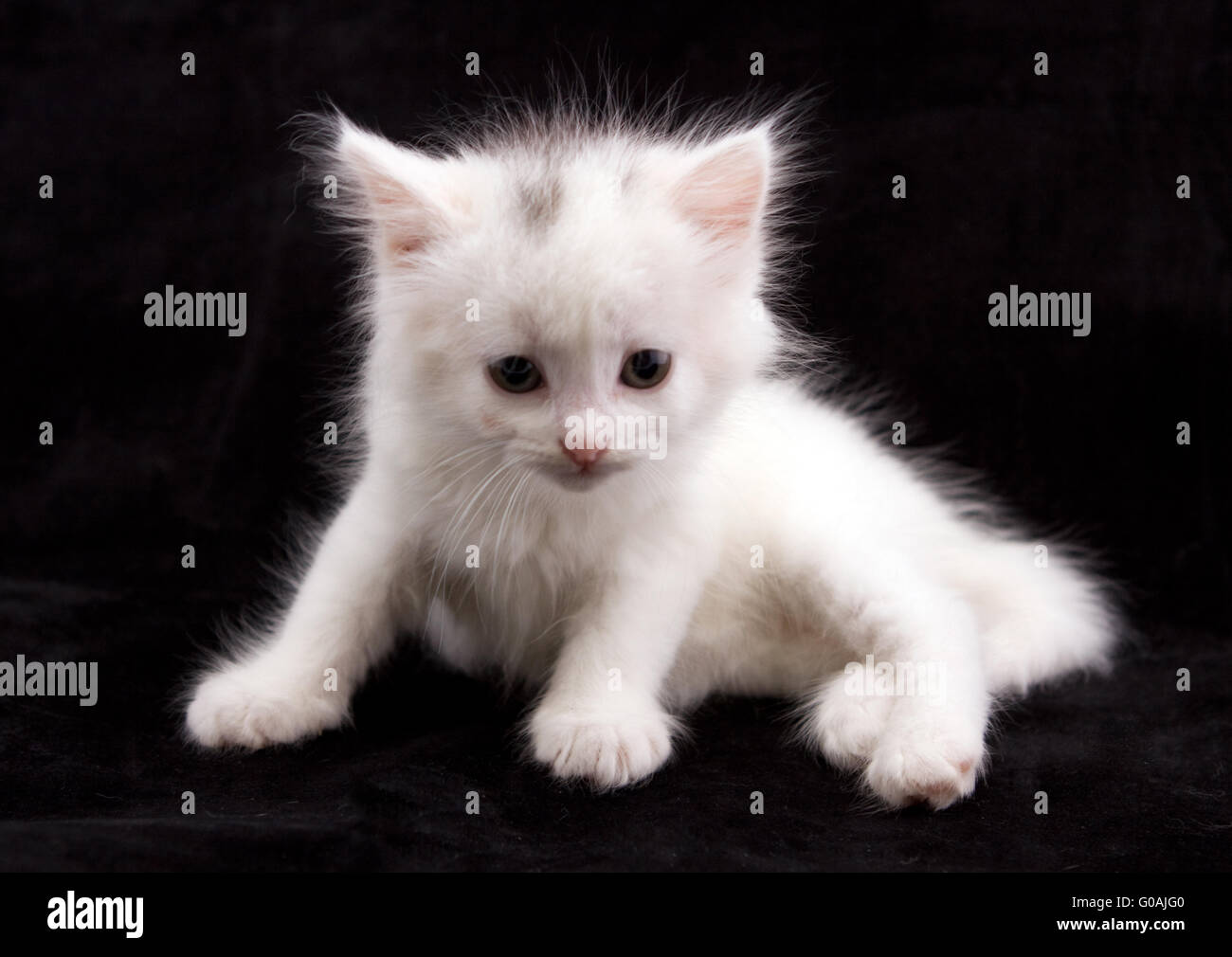 Young white kitten in front of black background Stock Photo Alamy