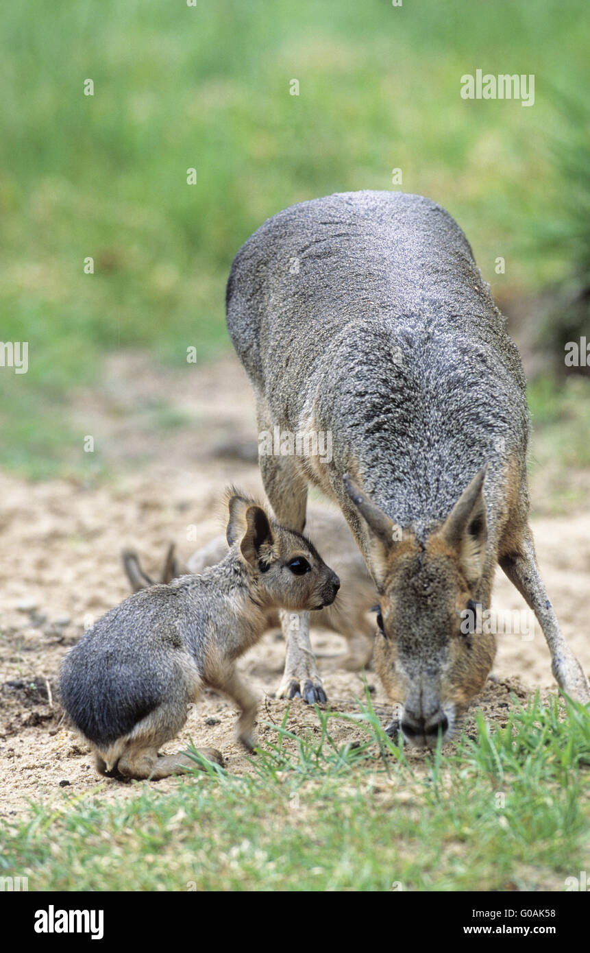 Female Patagonian Mara with youngs near the burrow Stock Photo