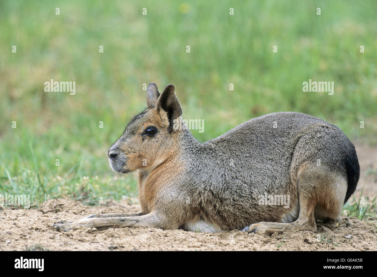 Female Dillaby sitting close to the burrow Stock Photo