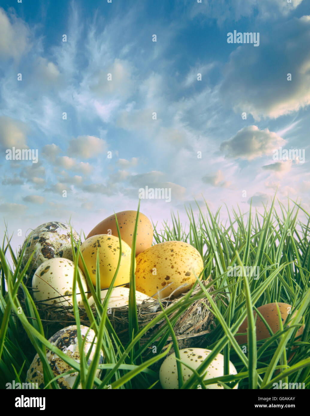Bird nest with speckled eggs in the tall grass Stock Photo - Alamy