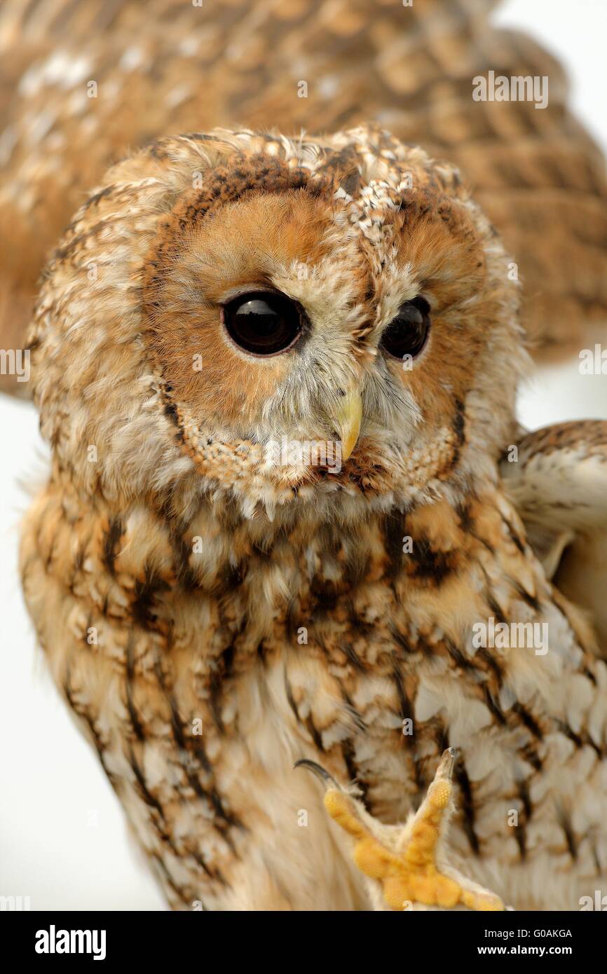 twany owl Stock Photo