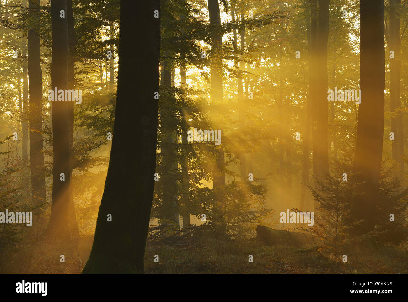 Beech forest, Germany Stock Photo