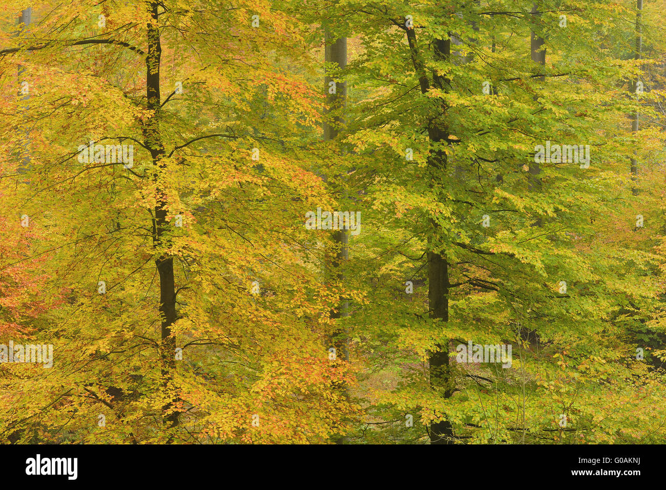 Beech forest, Germany Stock Photo