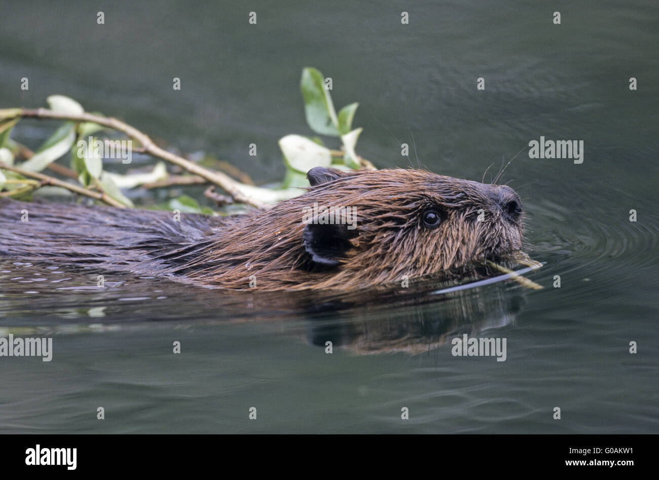 North American Beaver connecting winter stock Stock Photo