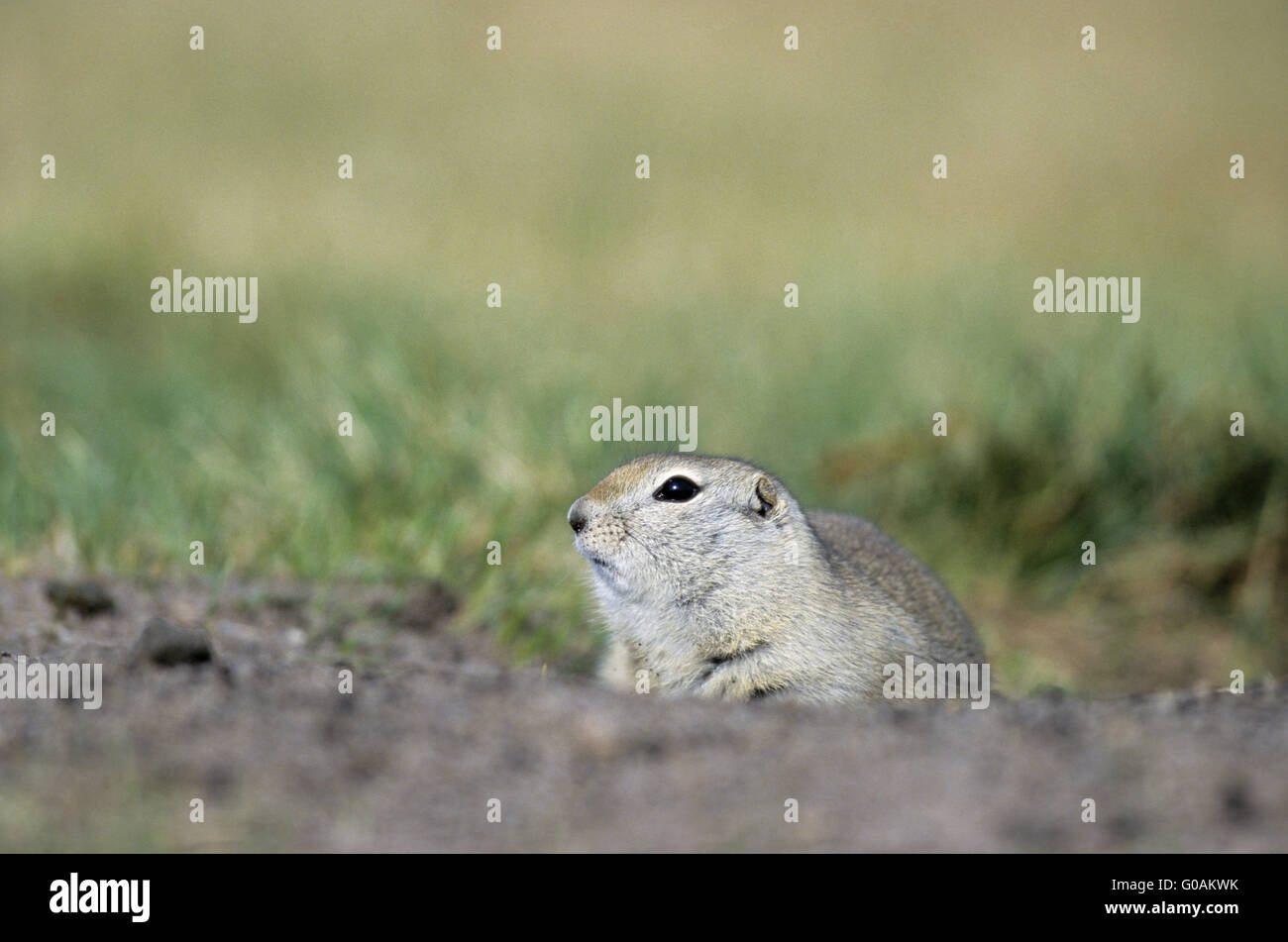 Richardson ground squirrel hi-res stock photography and images - Alamy