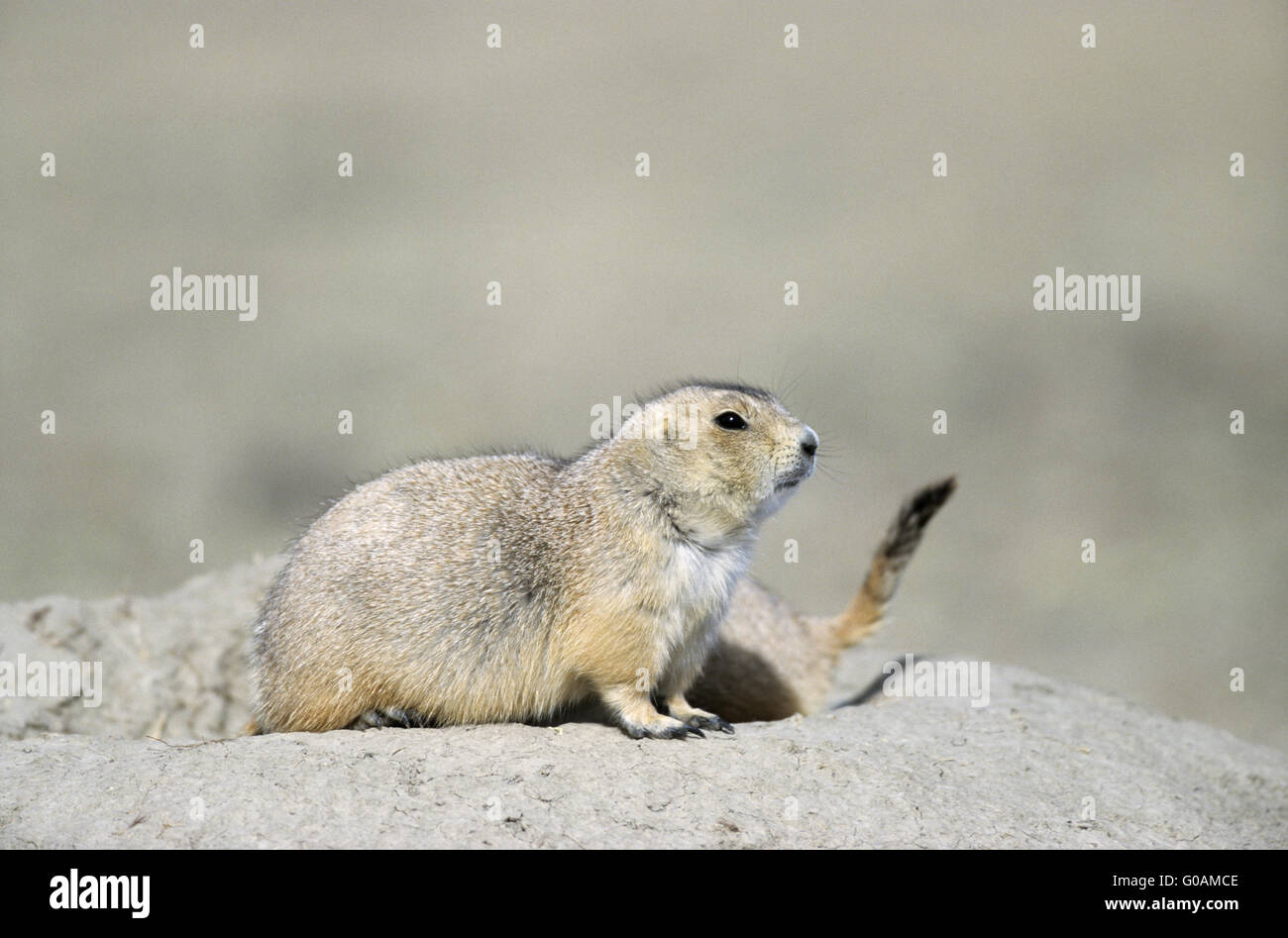 Black-tailed Prairie Dogs at the entrance of den Stock Photo